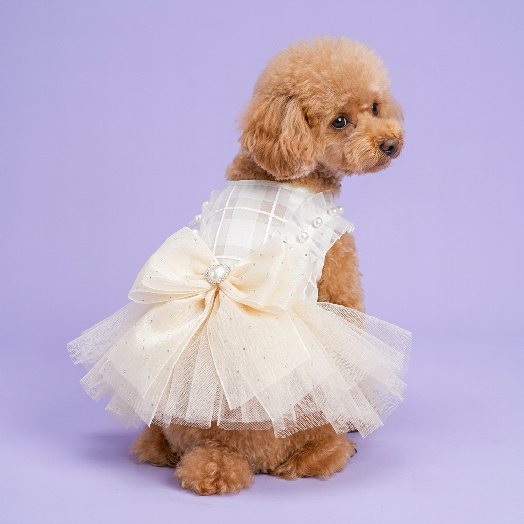 Toy poodle in the ivory pearl-bow dress