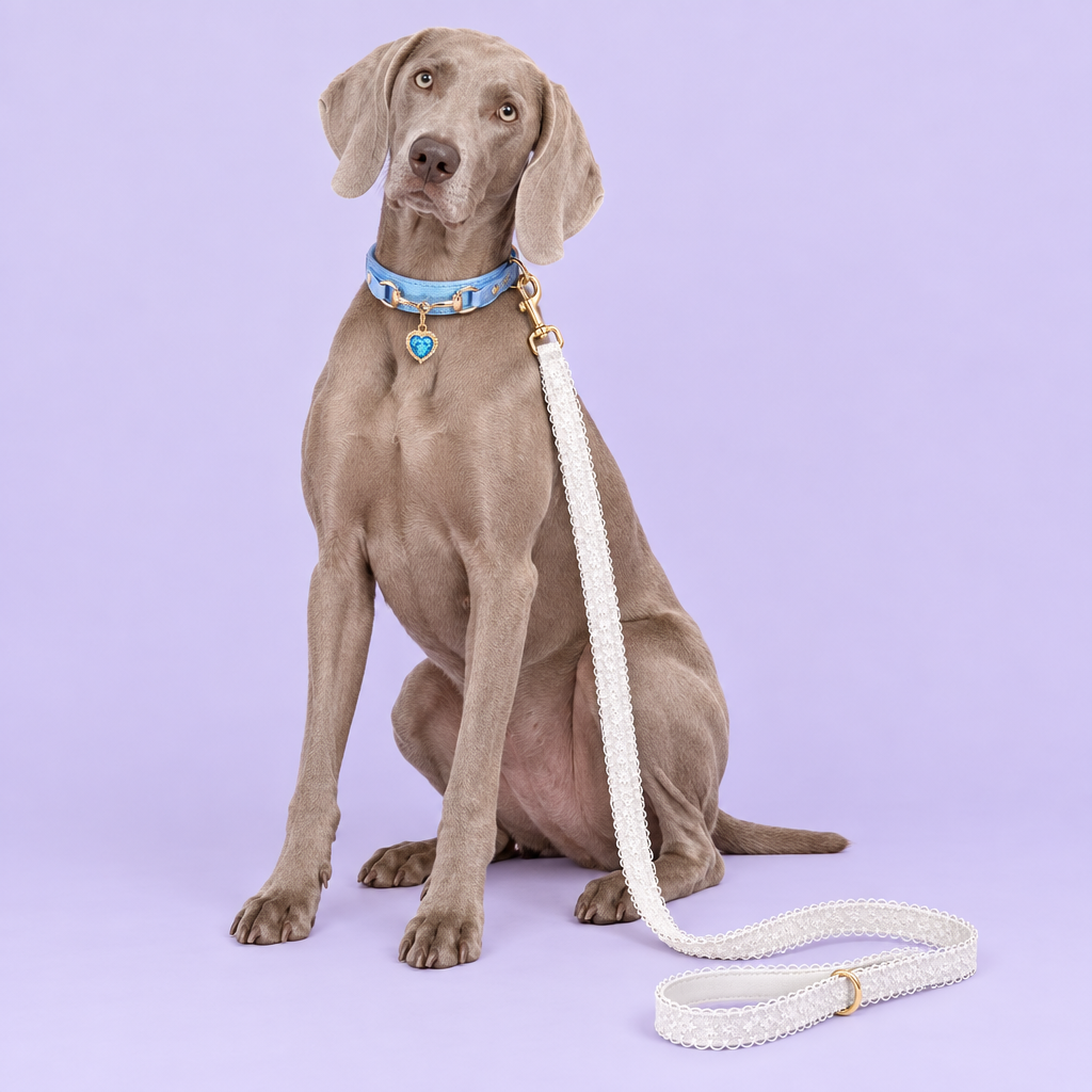 Weimaraner with blue heart collar and white lace leash