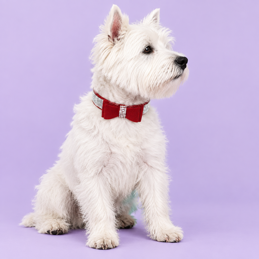 West Highland terrier seated and looking off-frame