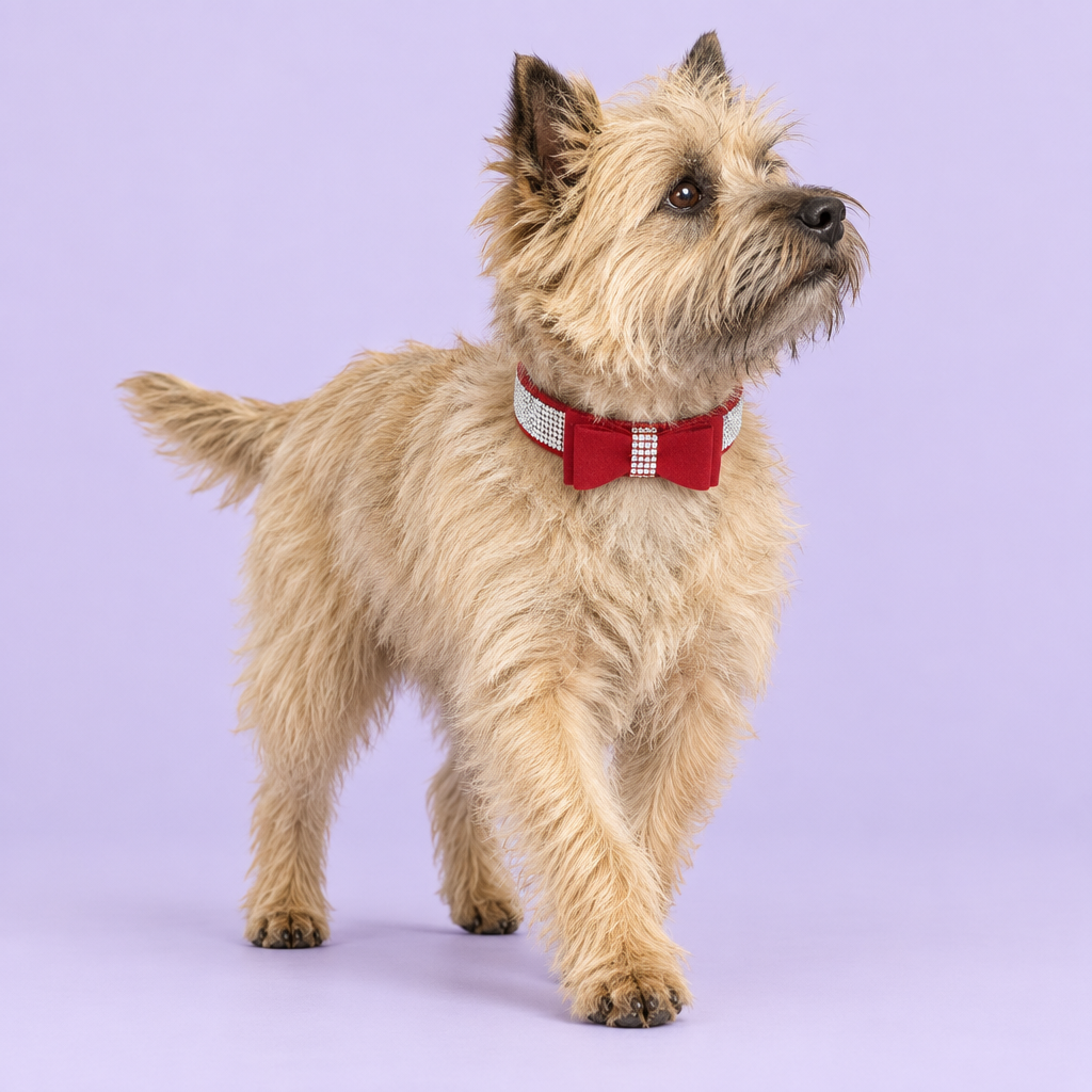 Wheaten Cairn terrier stepping forward and glancing back