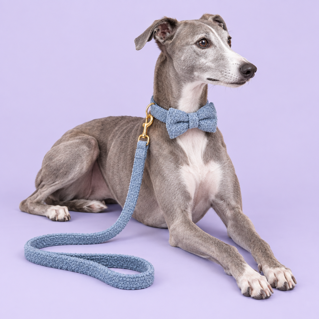 Whippet in blue teddy-fleece bow-tie set
