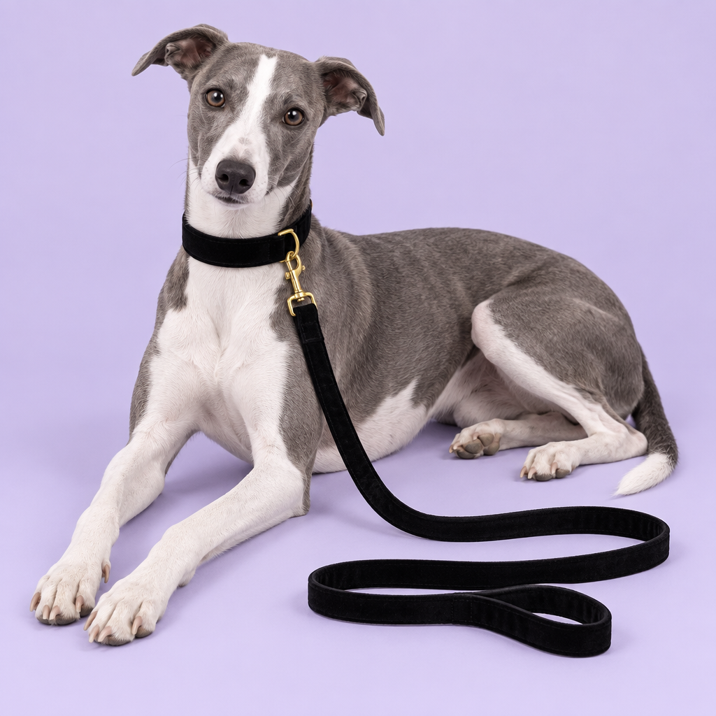 Whippet reclining in the black velvet collar and leash set