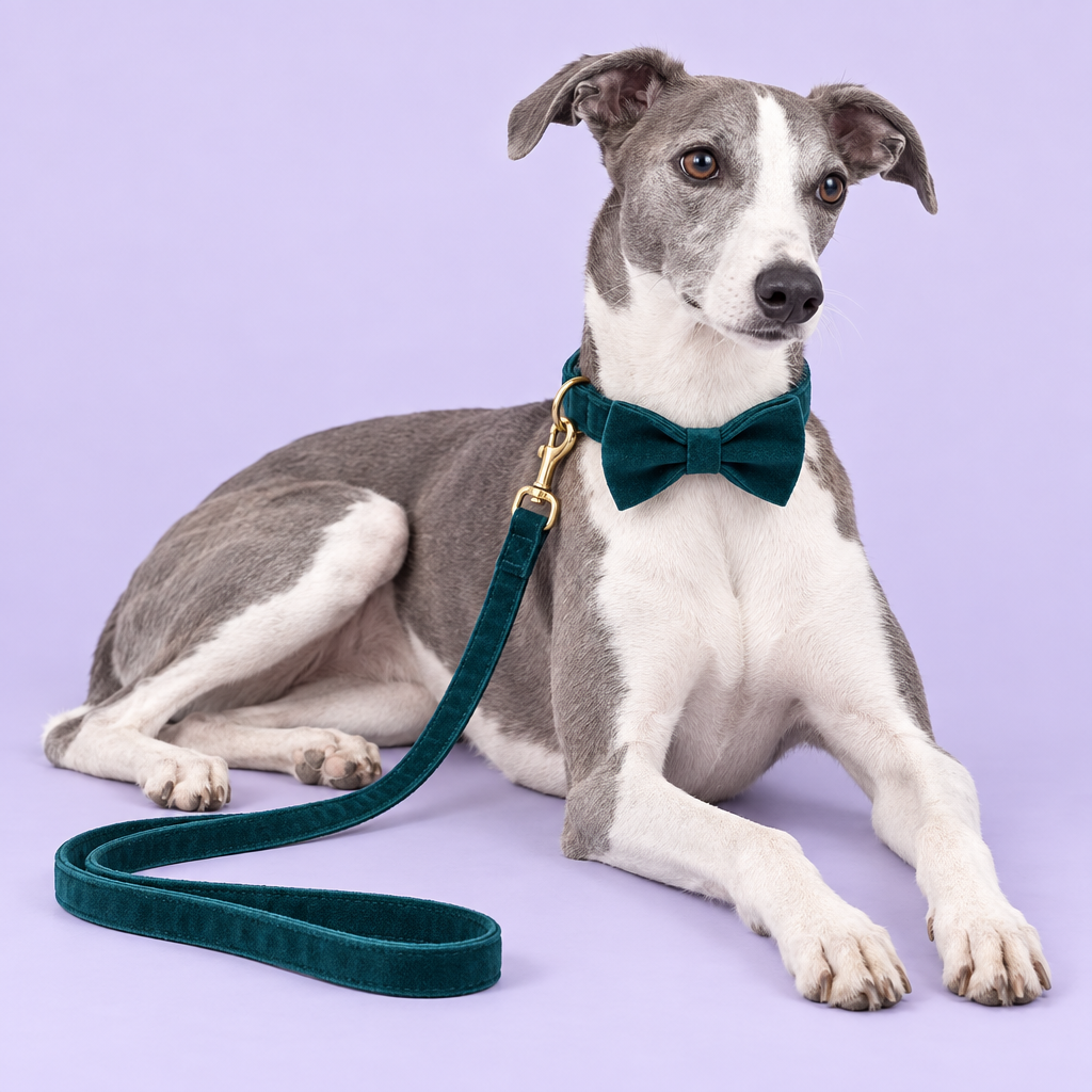 Whippet reclining with teal velvet bow collar and leash