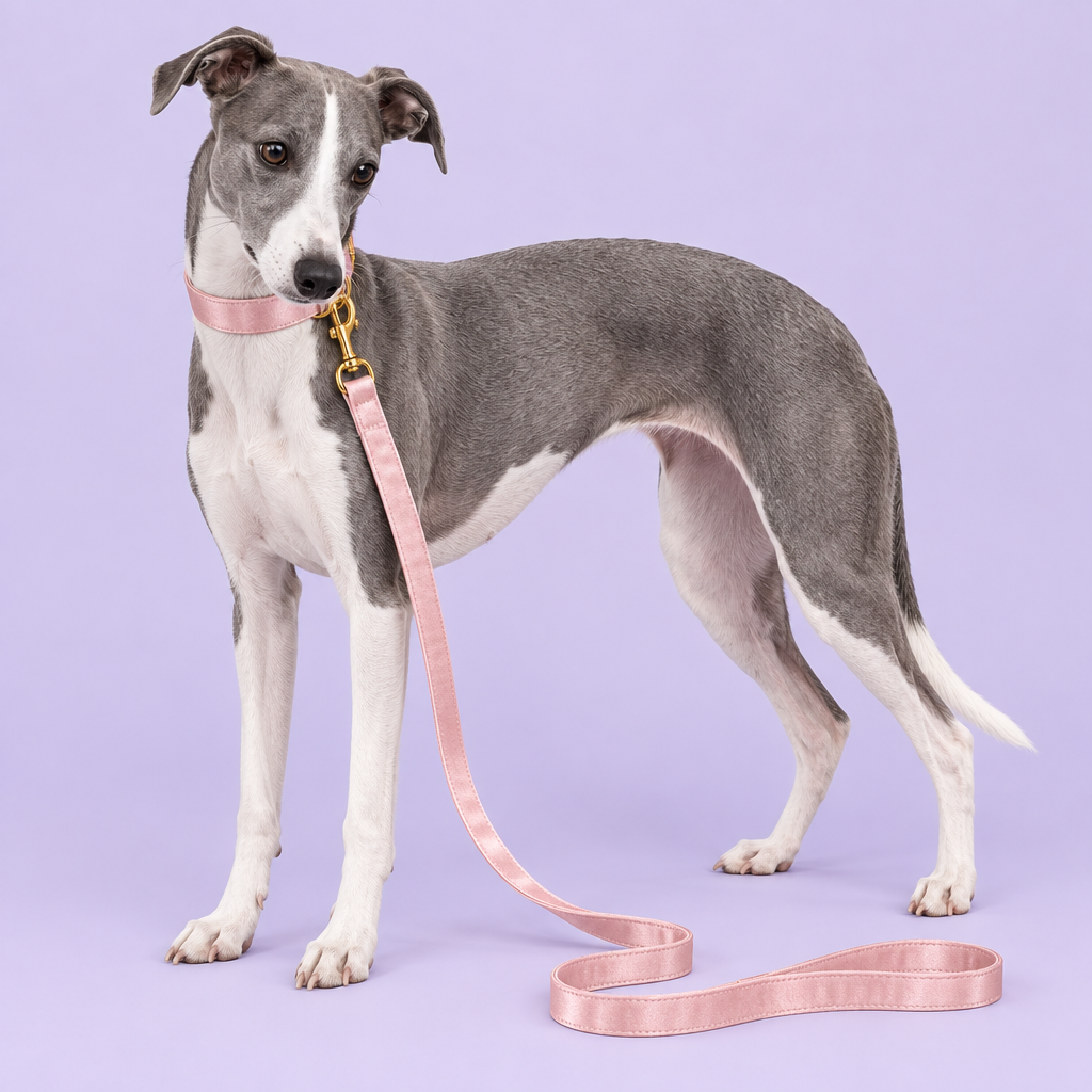 Whippet with blush-pink silky collar and leash