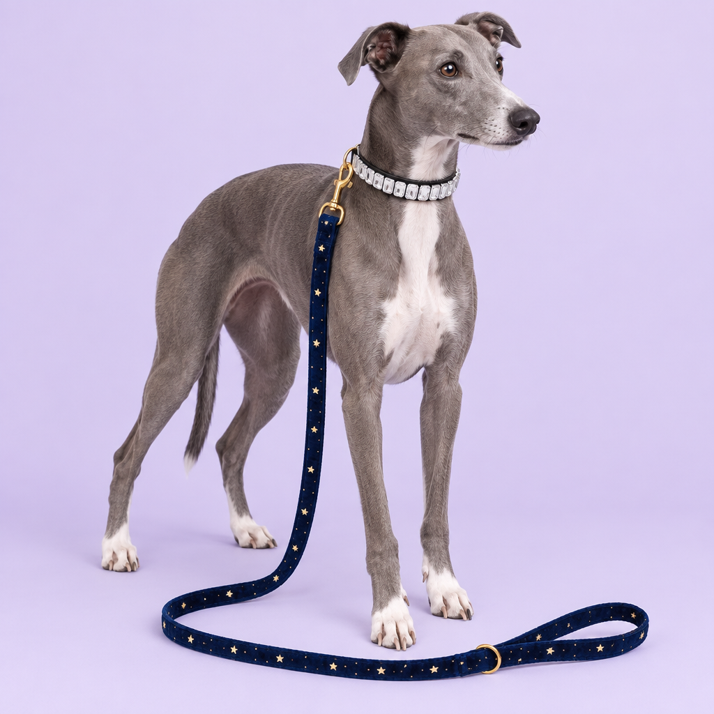 Whippet with clear crystal collar and navy star leash