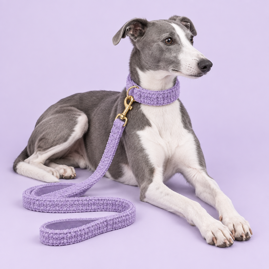 Whippet with purple teddy-fleece collar and leash