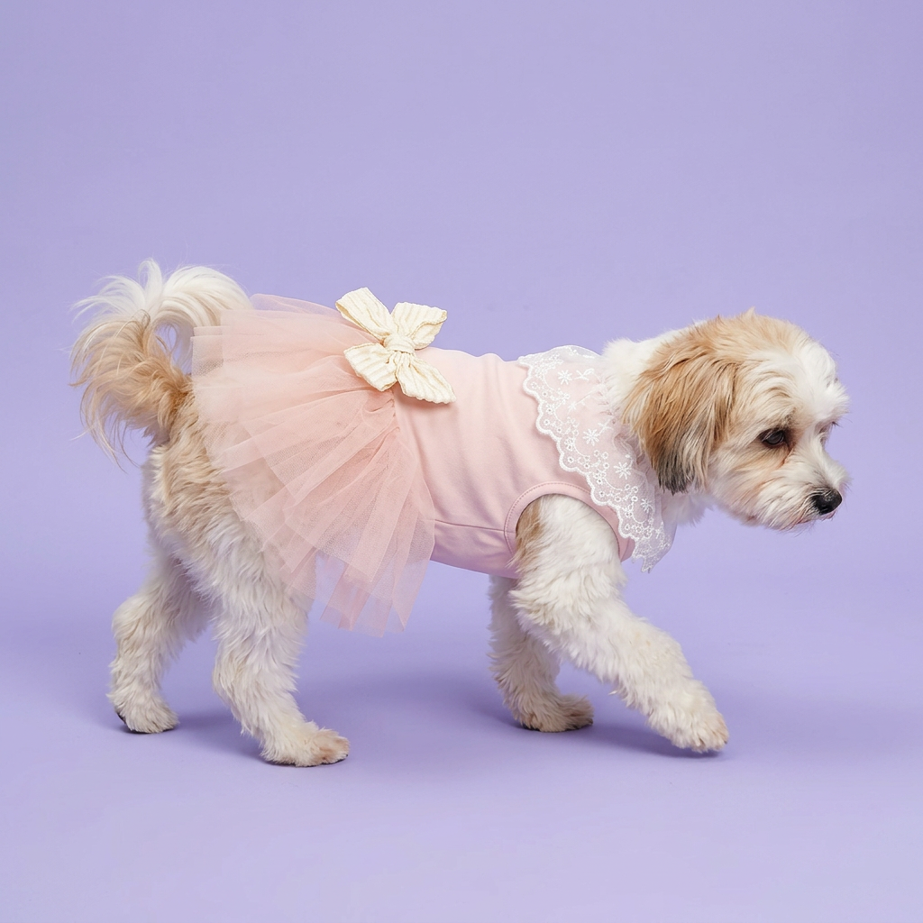 White-and-tan Havanese stepping in the blush dress