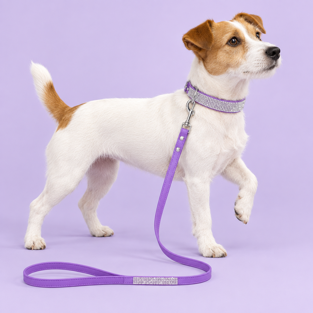 White-and-tan Jack Russell Terrier wearing the purple collar and leash