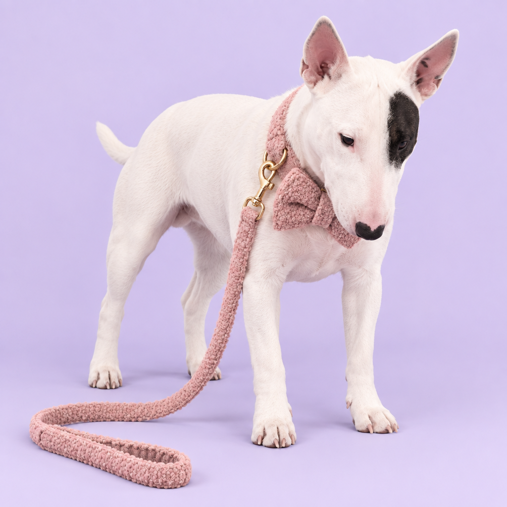 White Bull Terrier in pink teddy-fleece set