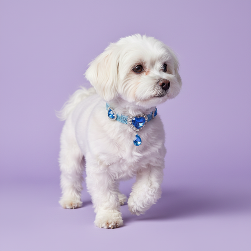 Brown-eyed white Maltese standing in a three-quarter view and gazing to the side wearing a light blue glitter rhinestone collar with rhinestone-framed sapphire blue heart crystal embellishments and a dangling faceted blue teardrop pendant, luxury blue heart pendant dog collar for small breeds on solid lavender background