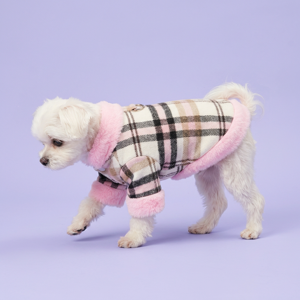 White Maltese gently stepping in the pink-trimmed jacket