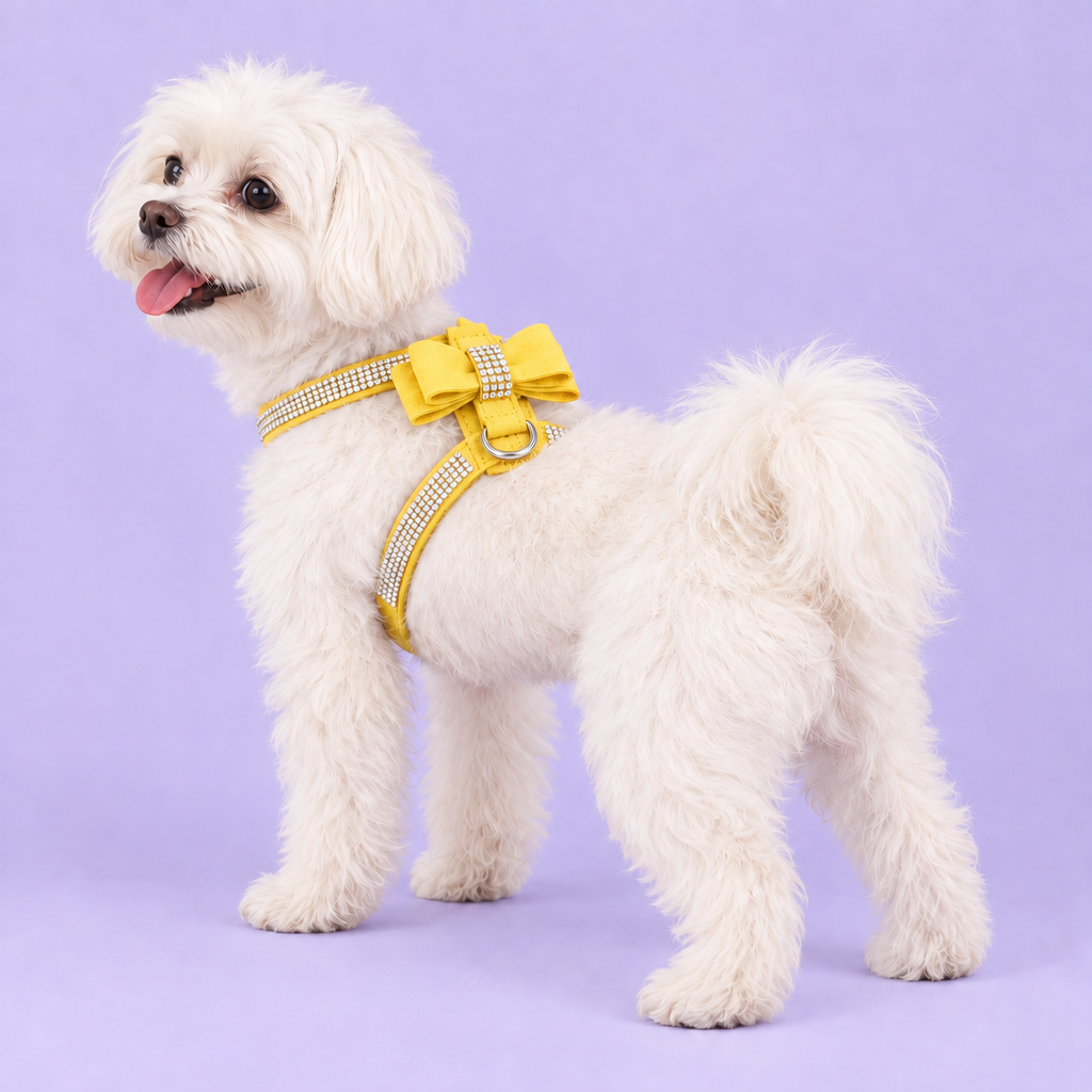 White Maltese or Bichon in the yellow harness