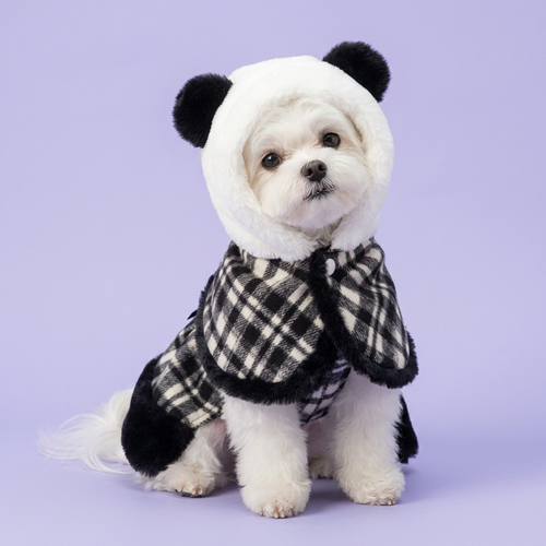 White Maltese seated with a gentle head tilt