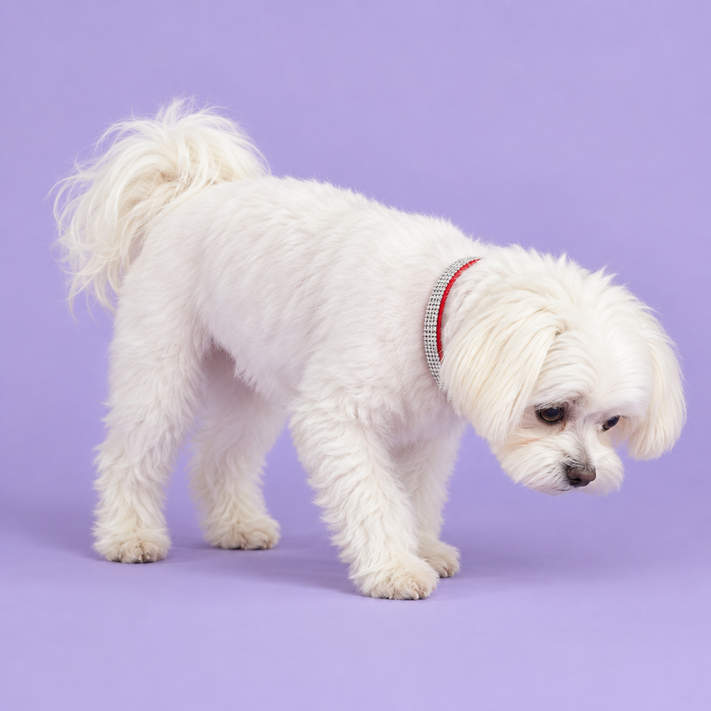 White Maltese standing sideways and looking down