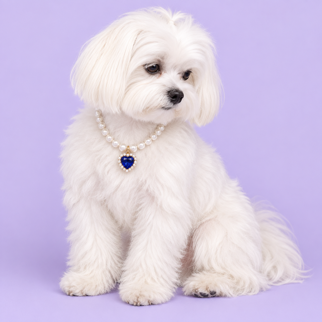White Maltese