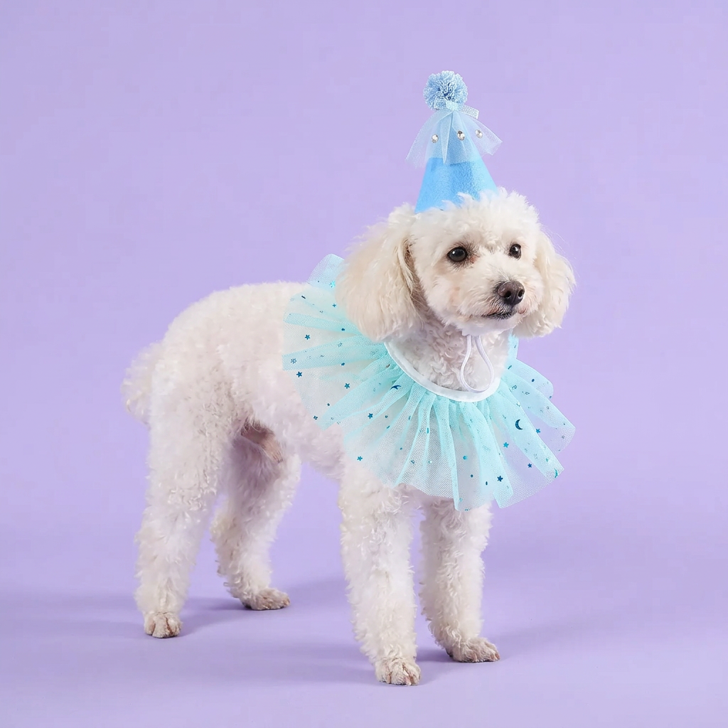 White miniature poodle wearing the aqua party set