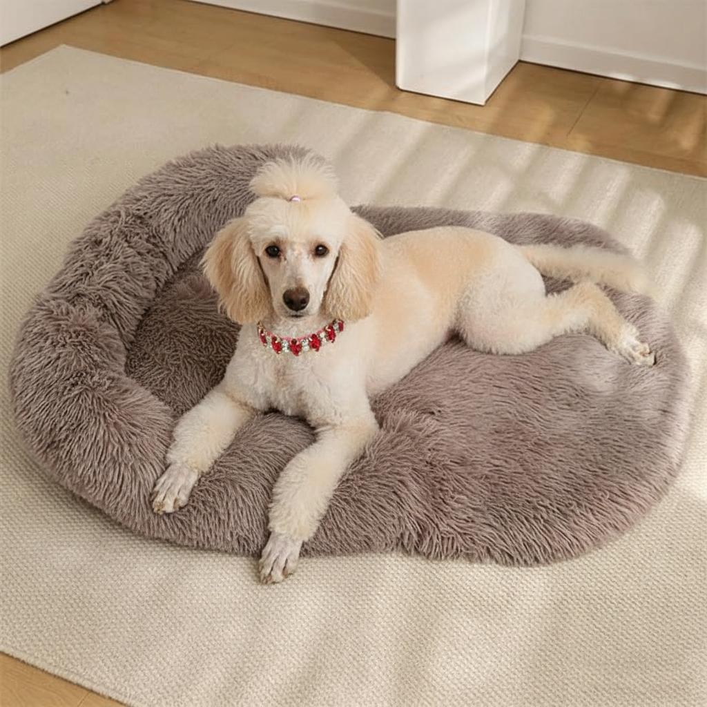 White Standard Poodle with a pink hair clip wearing a red ruby and crystal jeweled collar lying on a taupe grey long shaggy faux fur oval donut pet bed placed on a cream area rug on light oak hardwood floors, with warm dappled sunlight and a white cabinet in the background
