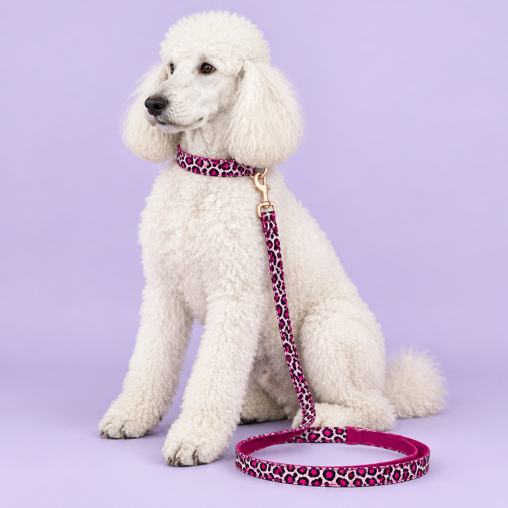 White Standard Poodle with pink leopard collar and leash
