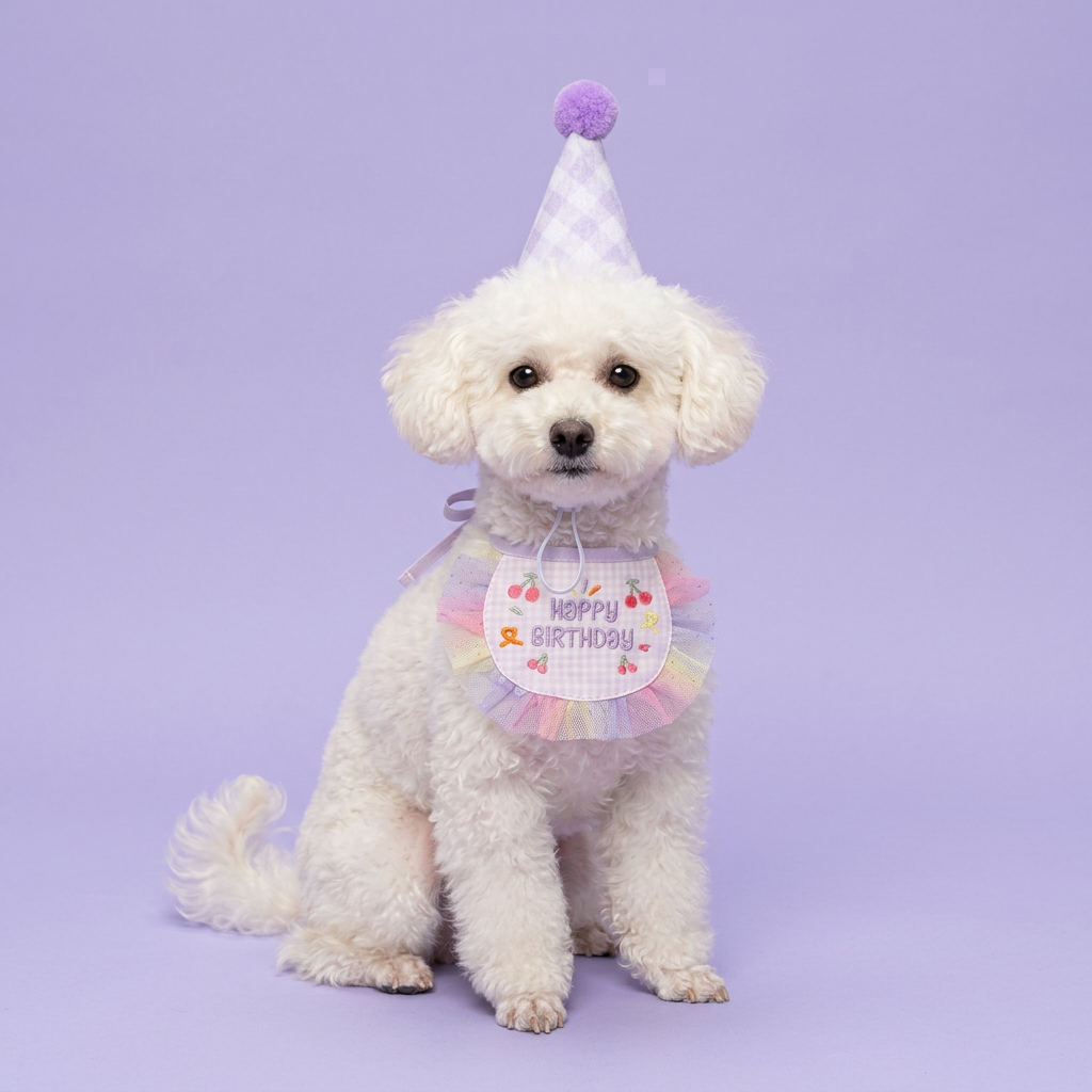 White toy poodle wearing the lavender birthday set