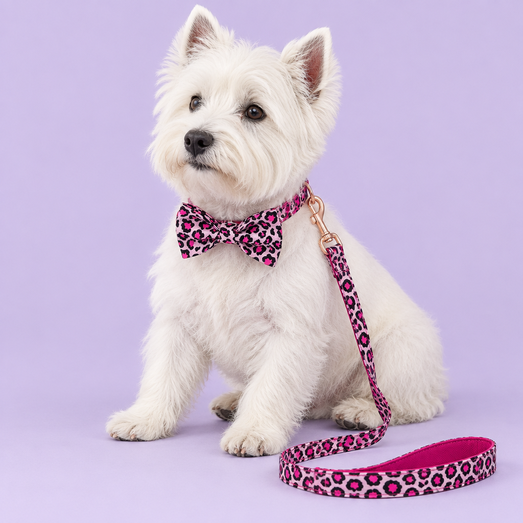 White Westie with pink leopard bow collar and leash