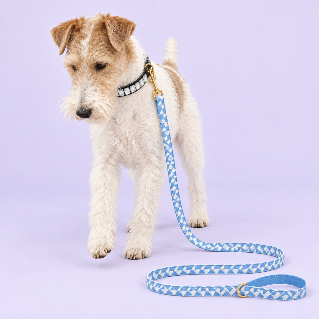 Wire fox terrier with clear crystal collar and triangle leash