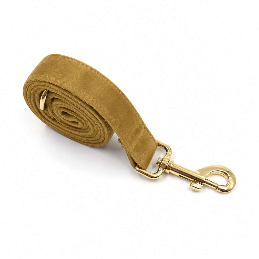 Yellow-gold velvet leash, first view